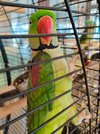A large ringed parrot sits closed in a cage