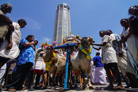 GEORGETOWN, PENANG/MALAYSIA ?? CIRCA FEB 2017: A group of temple staff with cow during procession of silver chariot during Thaipusam festival.のeditorial素材