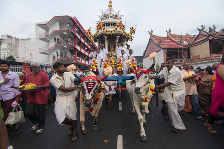 GEORGETOWN, PENANG/MALAYSIA ?? CIRCA FEB 2017: A cow is decorated for the Thaipusam Festival in Penang pull the silver chariot.のeditorial素材