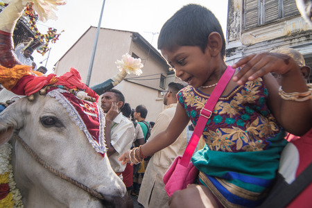 GEORGETOWN, PENANG/MALAYSIA ?? CIRCA FEB 2017: A little kid touch the holy cow in procession of Thaipusam celebration.のeditorial素材