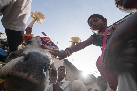 GEORGETOWN, PENANG/MALAYSIA ?? CIRCA FEB 2017: A kid touch the cow when visit to Thaipusam festival of Penang.のeditorial素材