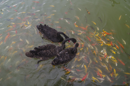 Black swans swim with koi fish in the pond.の写真素材