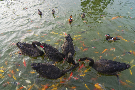 Black swans swim with Mandarin duck and koi fish in the pond.の写真素材