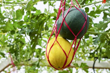 Yellow and Green melon tied together in garden..の写真素材