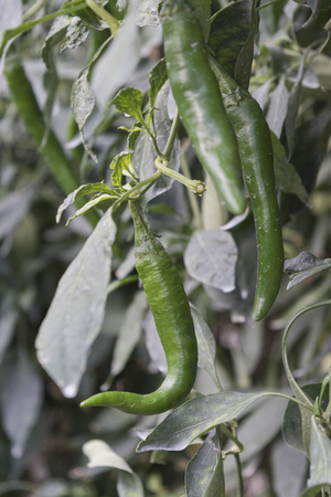 Close up chili in farm. Organic farm is  agricultural system rapidly developed now.の写真素材