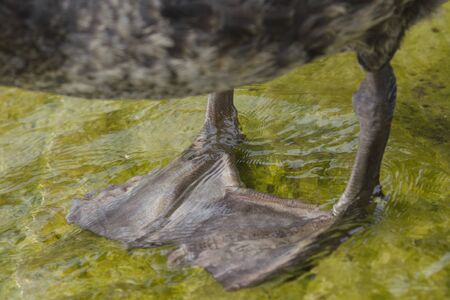 Close up Two legs of black swan.の写真素材