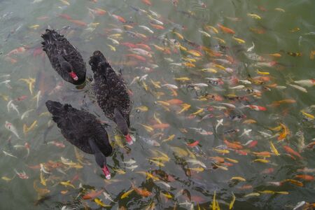 Black swans swim in same direction with koi fish in the pond.の写真素材