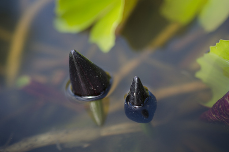 Young water lily in black color.