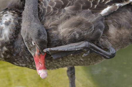 Black swan use leg to touch head. Black swan swim float on water or pond.の写真素材