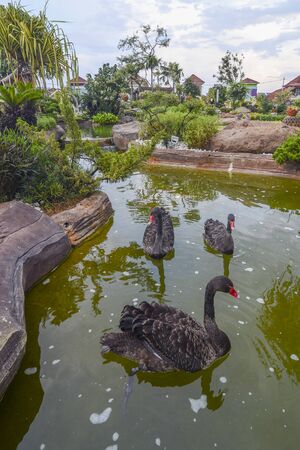 Group of Black swans swim float in garden.の写真素材