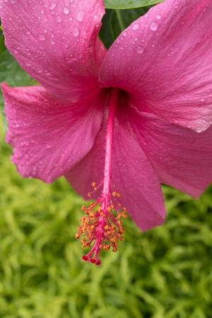 Pink hibiscus with stigma and a five petal with long pollen tube.の写真素材
