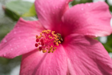 Pink hibiscus with pink petals and pink stigmaの写真素材