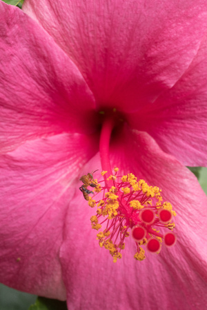 Flying bee on pink stigma pink hibiscus gather honey.の写真素材
