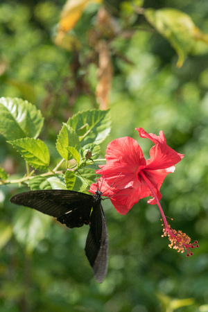Butterfly busy gather nectar on red hibiscus in the early morning with sunlight.の写真素材