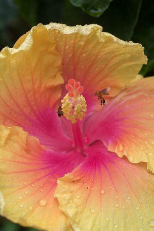Bee gather nectar or honey on orange hibiscusの写真素材