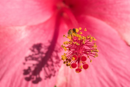 Close up stigma stamen pink hibiscusの写真素材