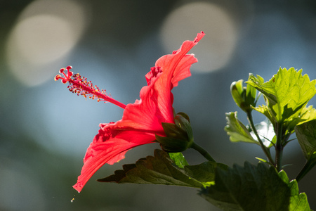 Bokeh of red hibiscus with natural light at the back..の写真素材