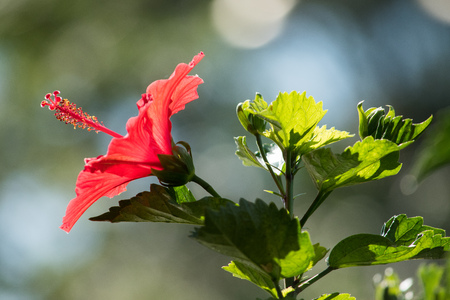 Close up red hibiscus with green leafの写真素材