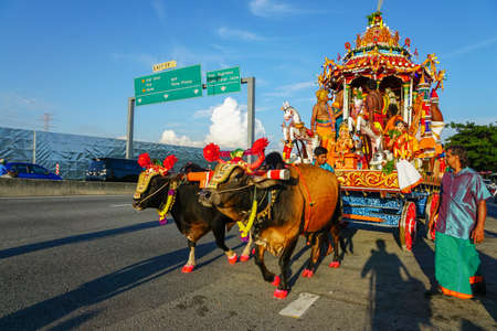 Butterworth, Penang/Malaysia - Aug 03 2017: Cows carry chariot procession at street.のeditorial素材
