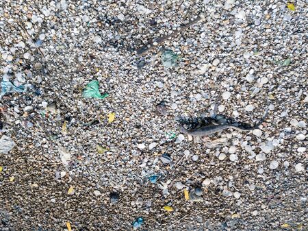 Aerial look down monitor lizard search food near coastal area with rubbish.の写真素材