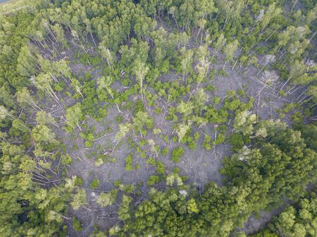 Aerial view mangrove trees fall down at forest.の写真素材