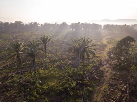 Aerial view land clear at oil palm estate in early morning for other plantation.の写真素材
