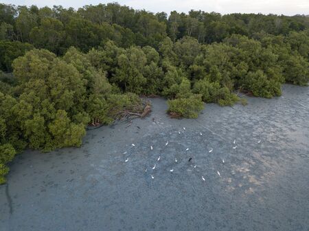 Crane bird rest a mangrove swamp area.の写真素材