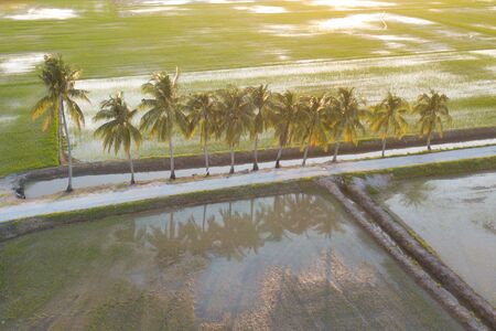 Aerial view coconut trees in evening light at paddy field.の写真素材