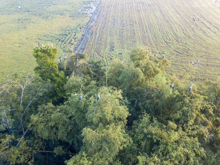 Aerial view Asian openbill bird above bush.の写真素材