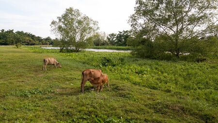 A cow feed milk to cattle at field.の写真素材