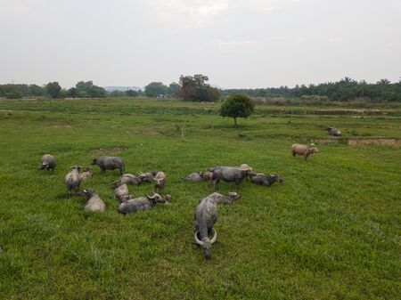 Water buffalo grazing grass in field.の写真素材