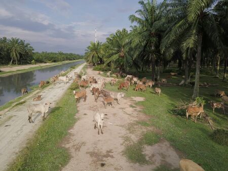 Domestic cows search food at oil palm estate.の写真素材