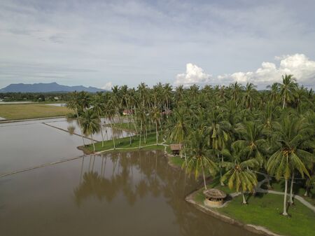 Aerial view coconut farm at Penaga, Pulau Pinang.の写真素材