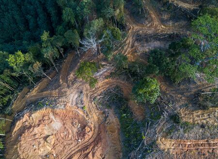 Aerial view look down trees at forest is cleared.の写真素材
