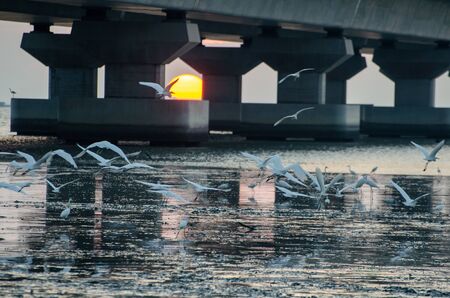 Crane bird fly underneath of Penang second bridge.の写真素材