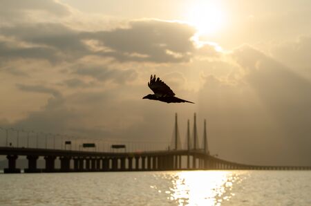 A bird fly. Background is main span of Penang second bridge.の写真素材