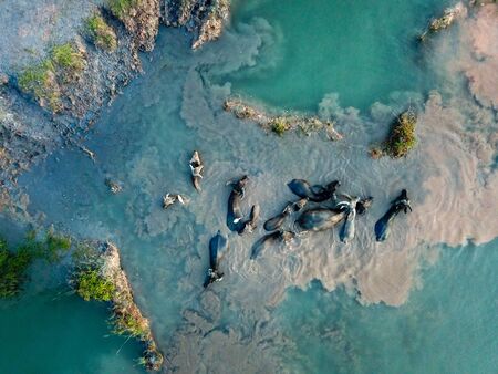 Buffaloes sink in water.