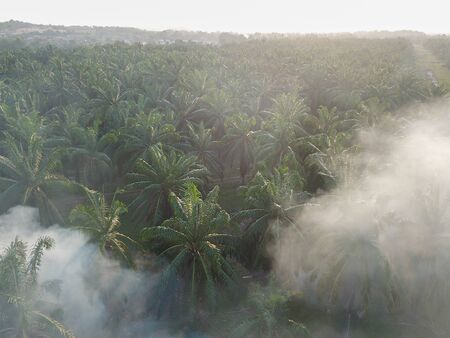Open burn at oil palm plantation.の写真素材