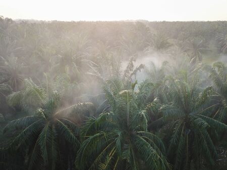 Smoke due to open burn at oil palm estate.