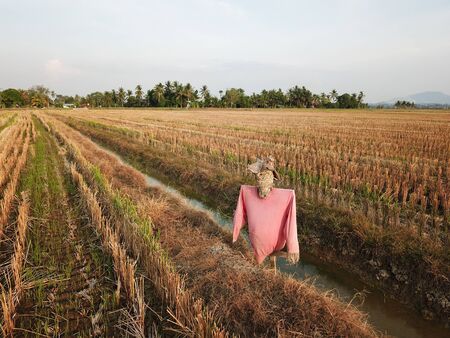 Scarecrow in paddy field.の写真素材