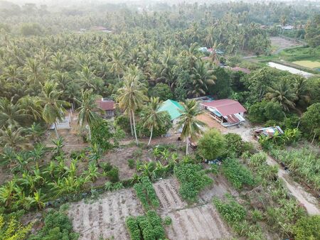 Green plantation at rural area of Malays kampung.の写真素材