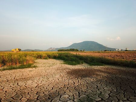 Dry land at paddy field due to drought.の写真素材