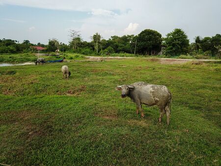 buffalo rest at field look at camera.