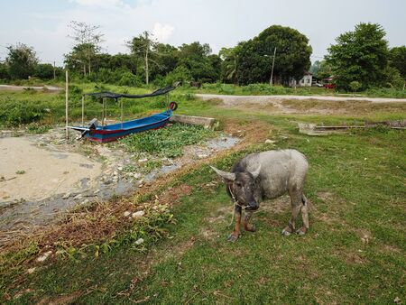 A buffalo beside the boat.の写真素材