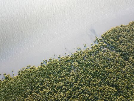 Top down view mangrove forest near coastal.の写真素材