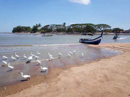 Penaga, Penang/Malaysia - Mar 14 2020: Egrets bird search for food at coastal Kuala Muda.のeditorial素材