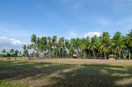 Penaga, Penang/Malaysia - Mar 15 2020: Coconut plantation under blue hot sunny day.