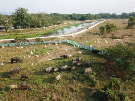 Seberang Perai, Penang/Malaysia - Mar 20 2020: Egret birds and buffaloes.のeditorial素材