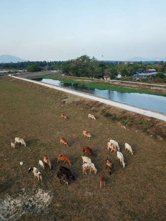 Seberang Perai, Penang/Malaysia - Mar 20 2020: Vertical view cows grazing grass near Malays village.