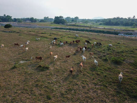 Seberang Perai, Penang/Malaysia - Mar 20 2020: Group of cows grazing grass at field.のeditorial素材